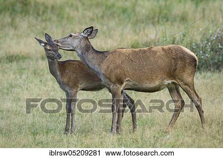 Red deer (Cervus elaphus), Female and young, Denmark, Europe View Large Photo Image Stock Image - Red deer (Cervus elaphus), Female and young, Denmark, Europe. Fotosearch