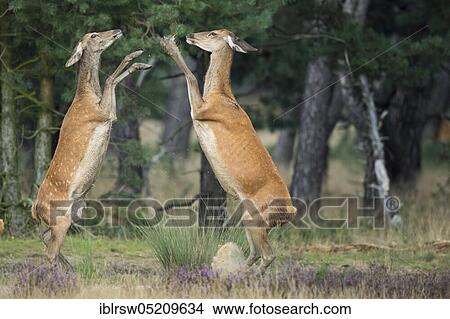 Picture - Red deer (Cervus elaphus) female, Hoge Veluwe National Park, Province of Gelderland, Netherlands. Fotosearch