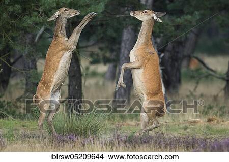 Red deer (Cervus elaphus) female, Hoge Veluwe National Park, Province of Gelderland, Netherlands View Large Photo Image Picture - Red deer (Cervus elaphus) female, Hoge Veluwe National Park, Province of Gelderland, Netherlands. Fotosearch