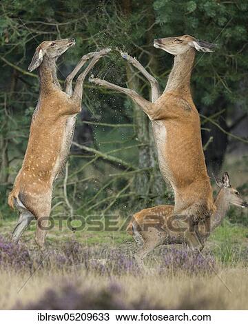 Stock Image - Red deer (Cervus elaphus) female, Hoge Veluwe National Park, Province of Gelderland, Netherlands. Fotosearch