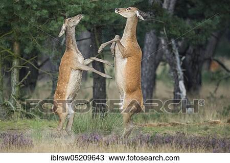 Stock Image - Red deer (Cervus elaphus) female, Hoge Veluwe National Park, Province of Gelderland, Netherlands. Fotosearch