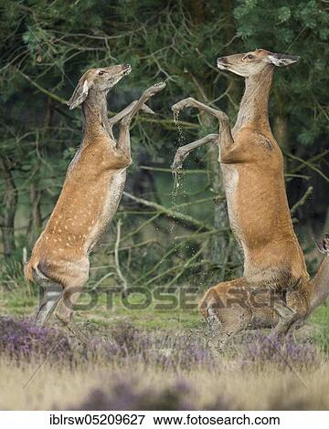 Stock Photo - Red deer (Cervus elaphus) female, Hoge Veluwe National Park, Province of Gelderland, Netherlands. Fotosearch