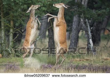 Stock Photo - Red deer (Cervus elaphus) female, Hoge Veluwe National Park, Province of Gelderland, Netherlands. Fotosearch