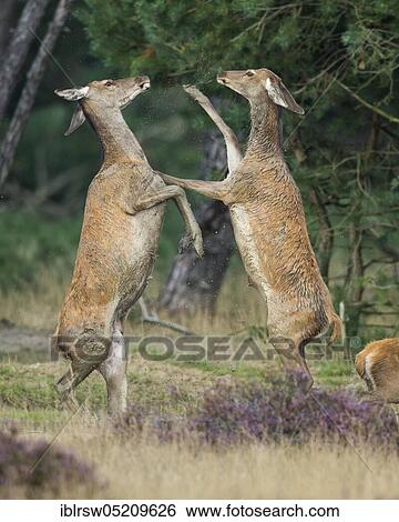 Red deer (Cervus elaphus) female, Hoge Veluwe National Park, Province of Gelderland, Netherlands View Large Photo Image Stock Photograph - Red deer (Cervus elaphus) female, Hoge Veluwe National Park, Province of Gelderland, Netherlands. Fotosearch
