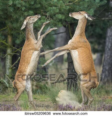Stock Photograph - Red deer (Cervus elaphus) female, Hoge Veluwe National Park, Province of Gelderland, Netherlands. Fotosearch