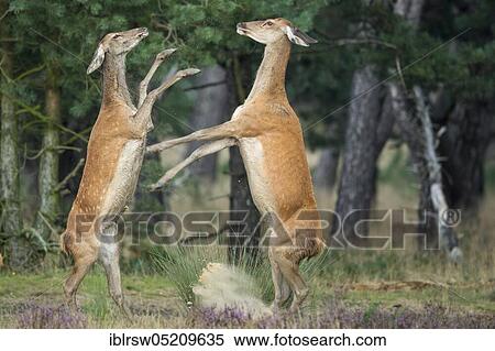 Stock Photography - Red deer (Cervus elaphus) female, Hoge Veluwe National Park, Province of Gelderland, Netherlands. Fotosearch