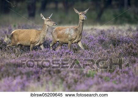 Stock Photography - Red deer (Cervus elaphus) female, Hoge Veluwe National Park, Province of Gelderland, Netherlands. Fotosearch