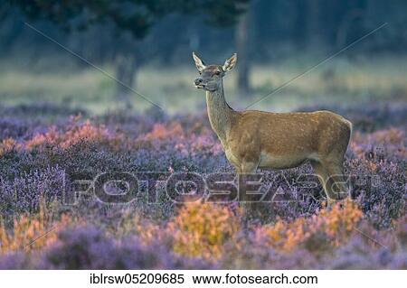 Stock Photography - Red deer (Cervus elaphus) female, Hoge Veluwe National Park, Province of Gelderland, Netherlands. Fotosearch