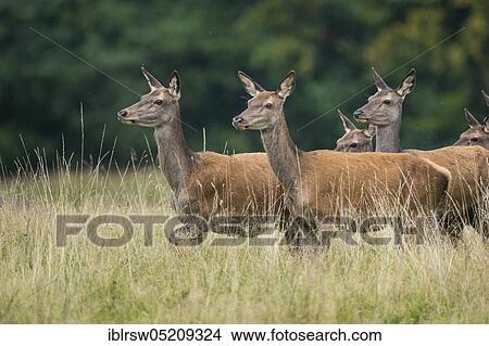 Red deer (Cervus elaphus) female, Denmark, Europe View Large Photo Image Picture - Red deer (Cervus elaphus) female, Denmark, Europe. Fotosearch