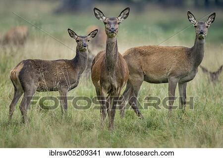 Stock Image - Red deer (Cervus elaphus) female, Denmark, Europe. Fotosearch