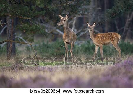 Red deer (Cervus elaphus) Females and young animals, Hoge Veluwe National Park, Province of Gelderland, Netherlands View Large Photo Image Picture - Red deer (Cervus elaphus) Females and young animals, Hoge Veluwe National Park, Province of Gelderland, Netherlands. Fotosearch