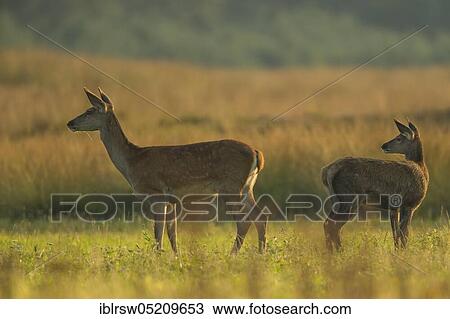 Stock Image - Red deer (Cervus elaphus) Females and young animals, Hoge Veluwe National Park, Province of Gelderland, Netherlands. Fotosearch