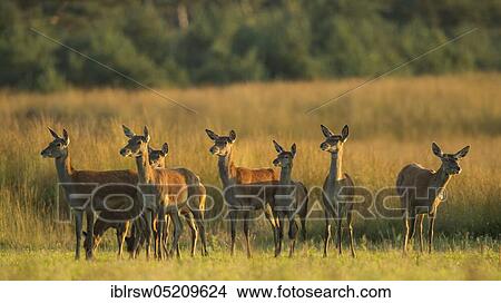 Picture - Red deer (Cervus elaphus) Hoge Veluwe National Park, Province of Gelderland, Netherlands. Fotosearch