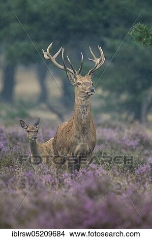 Picture - Red deer (Cervus elaphus) Hoge Veluwe National Park, Province of Gelderland, Netherlands. Fotosearch