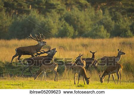 Red deer (Cervus elaphus) Hoge Veluwe National Park, Province of Gelderland, Netherlands View Large Photo Image Stock Image - Red deer (Cervus elaphus) Hoge Veluwe National Park, Province of Gelderland, Netherlands. Fotosearch