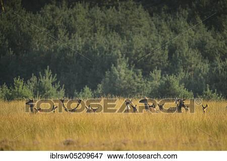 Stock Photo - Red deer (Cervus elaphus) Hoge Veluwe National Park, Province of Gelderland, Netherlands. Fotosearch