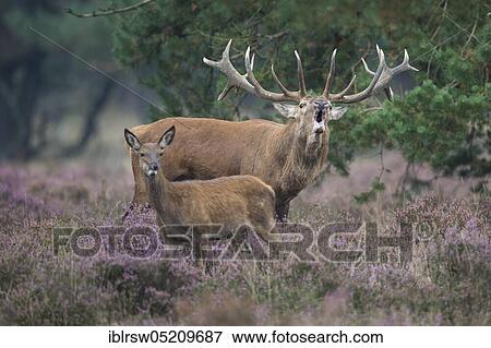 Stock Photo - Red deer (Cervus elaphus) Hoge Veluwe National Park, Province of Gelderland, Netherlands. Fotosearch
