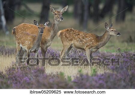 Stock Photography - Red deer (Cervus elaphus) Hoge Veluwe National Park, Province of Gelderland, Netherlands. Fotosearch
