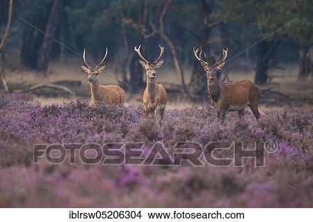 Picture - Red deer (Cervus elaphus), Hooge Veluwe National Park, Gelderland, Netherlands. Fotosearch