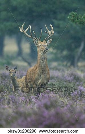 Stock Image - Red deer (Cervus elaphus), Hooge Veluwe National Park, Gelderland, Netherlands. Fotosearch