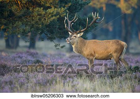 Red deer (Cervus elaphus), Hooge Veluwe National Park, Gelderland, Netherlands View Large Photo Image Stock Image - Red deer (Cervus elaphus), Hooge Veluwe National Park, Gelderland, Netherlands. Fotosearch