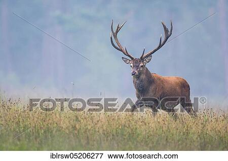 Stock Photo - Red deer (Cervus elaphus), Hooge Veluwe National Park, Gelderland, Netherlands. Fotosearch