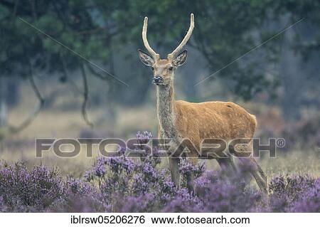 Stock Photograph - Red deer (Cervus elaphus), Hooge Veluwe National Park, Gelderland, Netherlands. Fotosearch