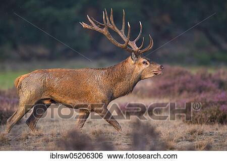 Red deer (Cervus elaphus), Hooge Veluwe National Park, Gelderland, Netherlands View Large Photo Image Stock Photograph - Red deer (Cervus elaphus), Hooge Veluwe National Park, Gelderland, Netherlands. Fotosearch
