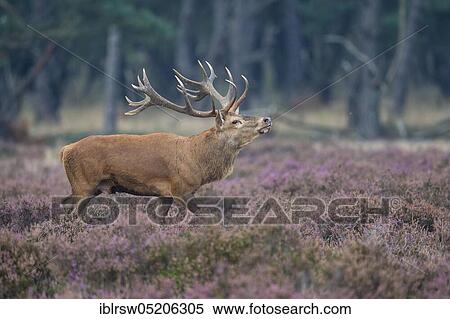Stock Photography - Red deer (Cervus elaphus), Hooge Veluwe National Park, Gelderland, Netherlands. Fotosearch