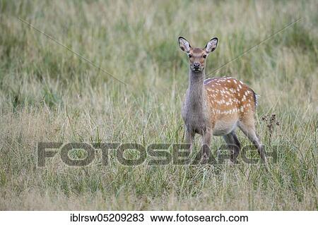 Red deer (Cervus elaphus), Kitten, Denmark, Europe View Large Photo Image Stock Image - Red deer (Cervus elaphus), Kitten, Denmark, Europe. Fotosearch
