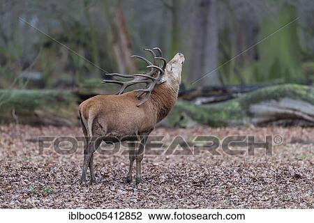 Red deer (Cervus elaphus), Lower Saxony, Germany, Europe View Large Photo Image Stock Image - Red deer (Cervus elaphus), Lower Saxony, Germany, Europe. Fotosearch