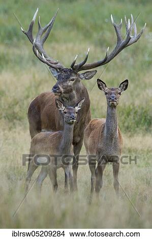 Picture - Red deer (Cervus elaphus) male and female, Denmark, Europe. Fotosearch