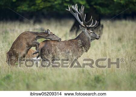 Red deer (Cervus elaphus) male and female, Denmark, Europe View Large Photo Image Picture - Red deer (Cervus elaphus) male and female, Denmark, Europe. Fotosearch