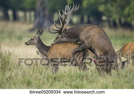 Red deer (Cervus elaphus) male and female, Denmark, Europe View Large Photo Image Picture - Red deer (Cervus elaphus) male and female, Denmark, Europe. Fotosearch