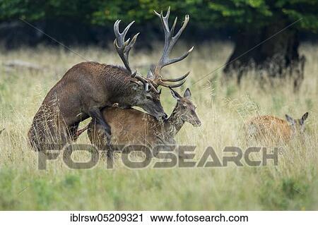 Red deer (Cervus elaphus) male and female, Denmark, Europe View Large Photo Image Stock Image - Red deer (Cervus elaphus) male and female, Denmark, Europe. Fotosearch