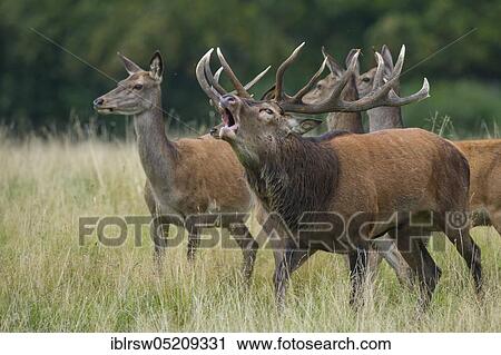 Stock Image - Red deer (Cervus elaphus) male and female, Denmark, Europe. Fotosearch