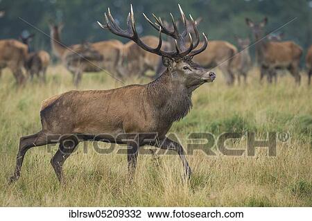 Red deer (Cervus elaphus) male and female, Denmark, Europe View Large Photo Image Stock Image - Red deer (Cervus elaphus) male and female, Denmark, Europe. Fotosearch