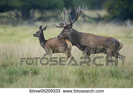 Red deer (Cervus elaphus) male and female, Denmark, Europe View Large Photo Image Stock Image - Red deer (Cervus elaphus) male and female, Denmark, Europe. Fotosearch