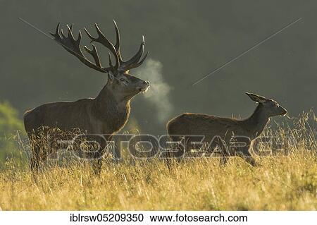 Red deer (Cervus elaphus) male and female, Denmark, Europe View Large Photo Image Stock Image - Red deer (Cervus elaphus) male and female, Denmark, Europe. Fotosearch