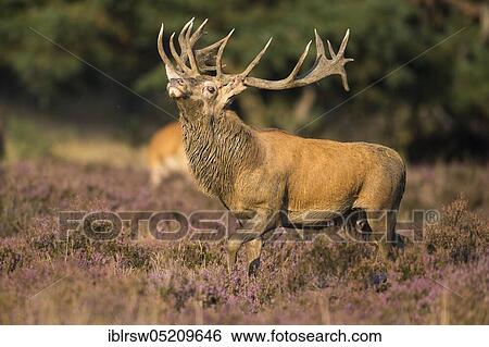 Stock Photograph - Red deer (Cervus elaphus) male, Hoge Veluwe National Park, Gelderland Province, Netherlands. Fotosearch