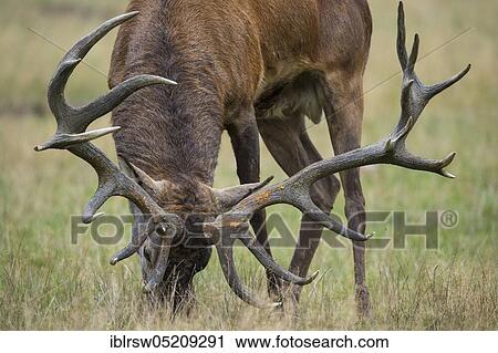 Stock Image - Red deer (Cervus elaphus) male, Denmark, Europe. Fotosearch