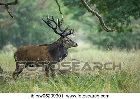 Red deer (Cervus elaphus) male, Denmark, Europe View Large Photo Image Stock Image - Red deer (Cervus elaphus) male, Denmark, Europe. Fotosearch