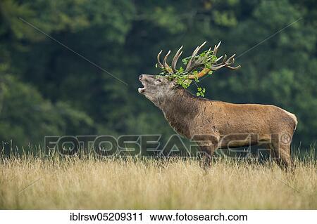 Stock Image - Red deer (Cervus elaphus) male, Denmark, Europe. Fotosearch