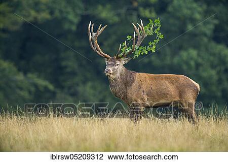 Red deer (Cervus elaphus) male, Denmark, Europe View Large Photo Image Stock Image - Red deer (Cervus elaphus) male, Denmark, Europe. Fotosearch