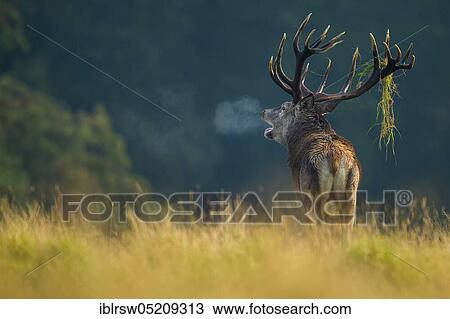 Stock Image - Red deer (Cervus elaphus) male, Denmark, Europe. Fotosearch