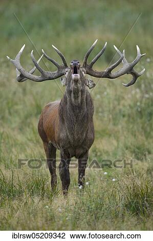 Red deer (Cervus elaphus) male, Denmark, Europe View Large Photo Image Stock Image - Red deer (Cervus elaphus) male, Denmark, Europe. Fotosearch