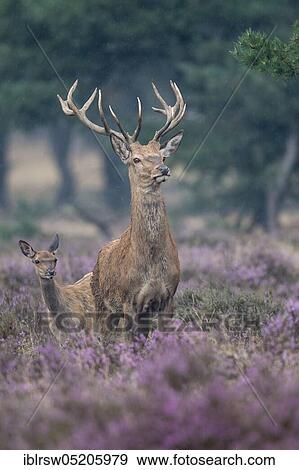 Stock Photo - Red deer (Cervus elaphus), Netherlands. Fotosearch