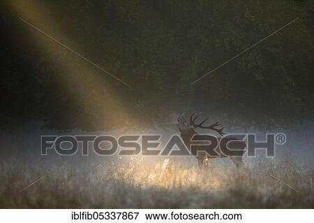 Red deer (Cervus elaphus), rutting season, Denmark, Europe View Large Photo Image Stock Photo - Red deer (Cervus elaphus), rutting season, Denmark, Europe. Fotosearch