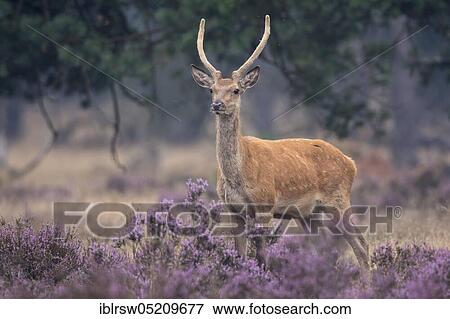 Stock Photo - Red deer (Cervus elaphus) Spiesser, Hoge Veluwe National Park, Province of Gelderland, Netherlands. Fotosearch