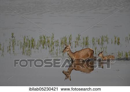 Red deer, female and young, Lausitz, Saxony (Capreolus capreolus), Germany, Europe View Large Photo Image Stock Image - Red deer, female and young, Lausitz, Saxony (Capreolus capreolus), Germany, Europe. Fotosearch